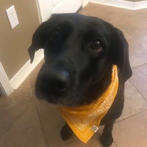 Meet your Posher, Sophia